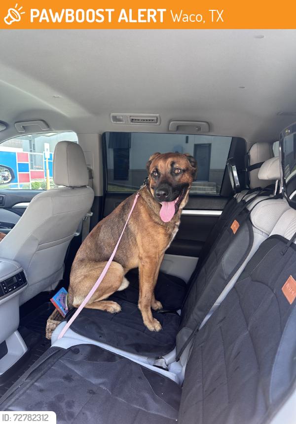 Found/Stray Male Dog last seen Austin Ave and 23rd, Waco, TX 76701