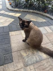 Found/Stray Male Cat last seen Palm Aire entrance on Mcnab, Pompano Beach, FL 33069
