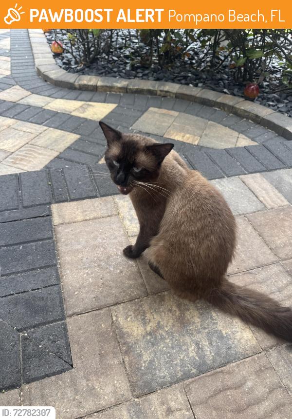 Found/Stray Male Cat last seen Palm Aire entrance on Mcnab, Pompano Beach, FL 33069