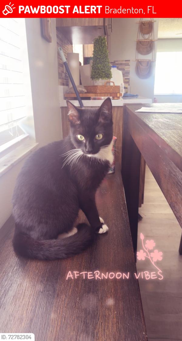 Lost Female Cat last seen Cortez rd , Bradenton, FL 34210