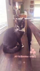 Lost Female Cat last seen Cortez rd , Bradenton, FL 34210