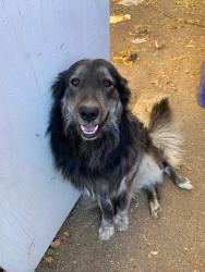 Lost Male Dog last seen 5th and Orange st, Hesperia, CA 92345