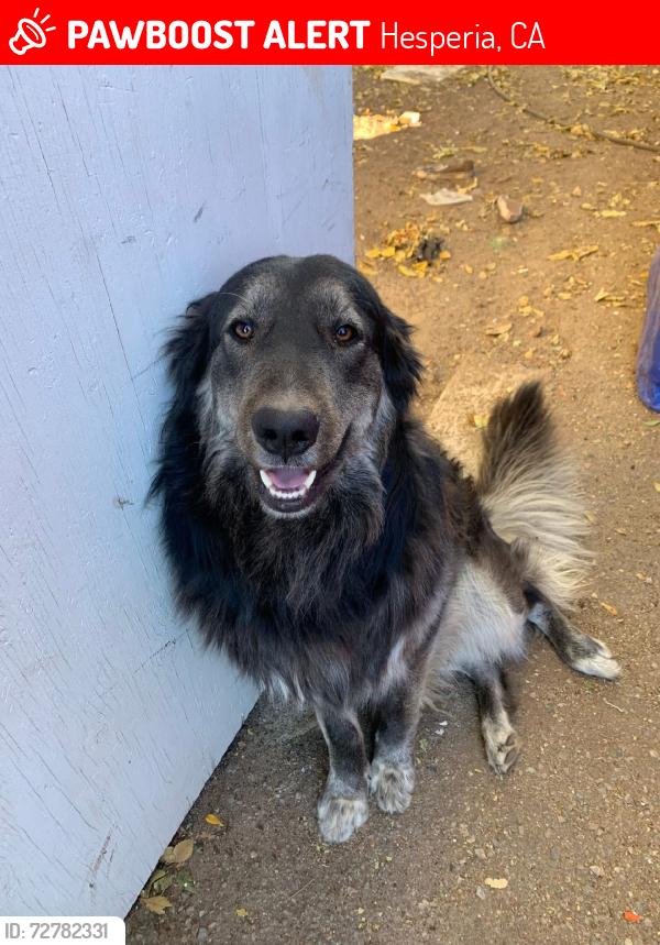 Lost Male Dog last seen 5th and Orange st, Hesperia, CA 92345