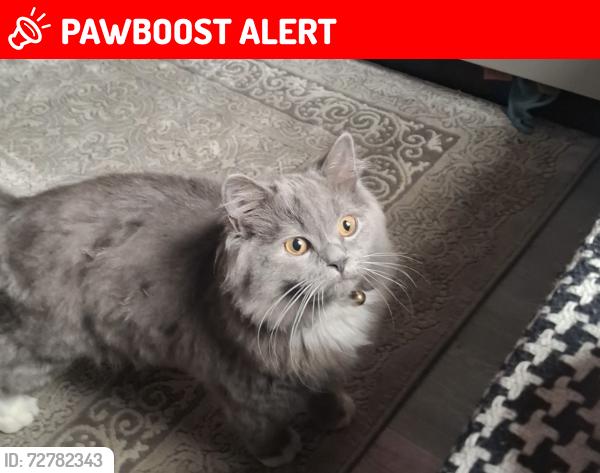 Lost Male Cat last seen Henry barber park, West Midlands, England B9 5QJ