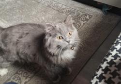 Lost Male Cat last seen Henry barber park, West Midlands, England B9 5QJ