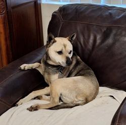 Lost Male Dog last seen Rockport , Menifee, CA 92584