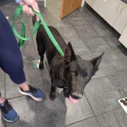 Found/Stray Unknown Dog last seen Chandler @ Desert Foothills Parkway, Phoenix, AZ 85048