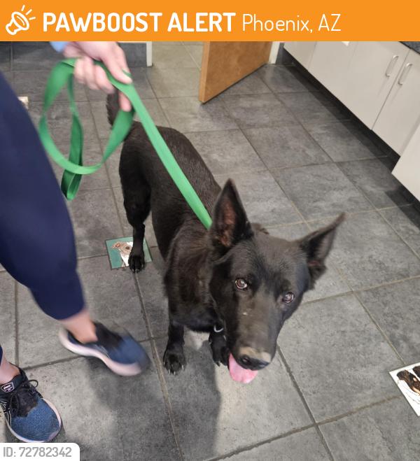 Found/Stray Unknown Dog last seen Chandler @ Desert Foothills Parkway, Phoenix, AZ 85048