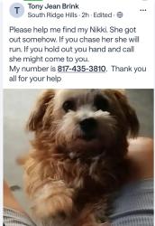 Lost Female Dog last seen Viking trl n price arrow, Arlington, TX 76001