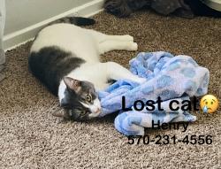 Reunited Male Cat last seen Carrollton Ave , 56th st, Indianapolis, IN 46220