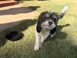 Found/Stray Male Dog last seen Crestshire Road, Mecklenburg County, NC 28227