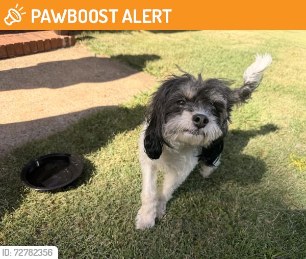 Found/Stray Male Dog last seen Crestshire Road, Mecklenburg County, NC 28227