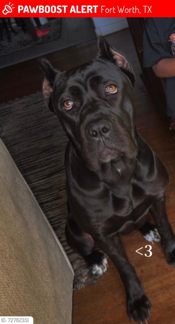 Lost Female Dog last seen Ramey ave , Fort Worth, TX 76112