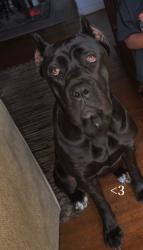 Lost Female Dog last seen Ramey ave , Fort Worth, TX 76112