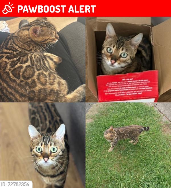 Lost Female Cat last seen Hexham gardens , Bletchley, England MK3