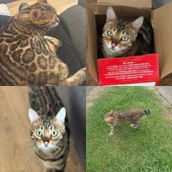 Lost Female Cat last seen Hexham gardens , Bletchley, England MK3