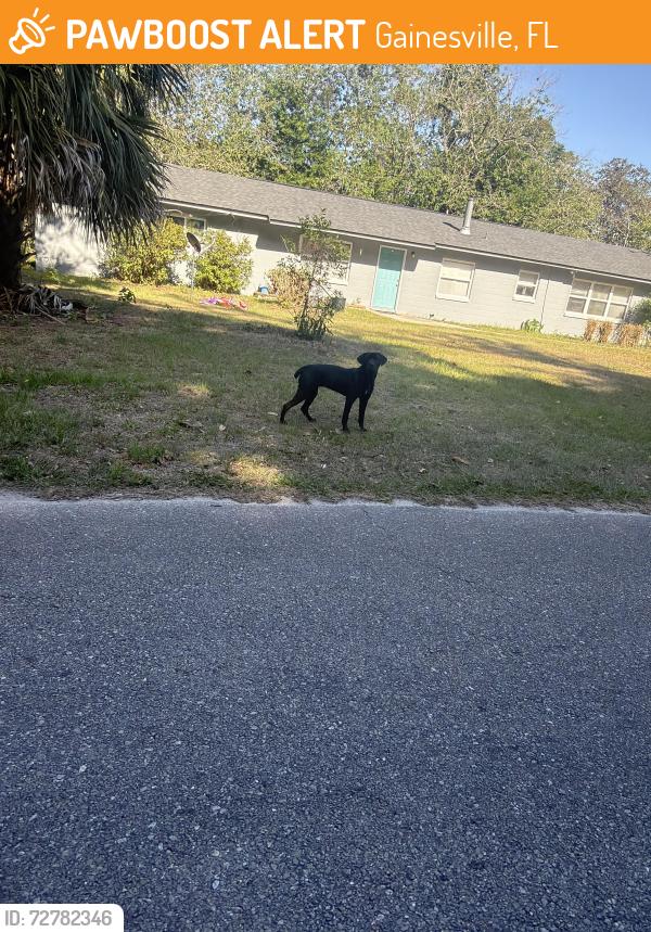 Found/Stray Male Dog last seen Se 2nd Ave , Gainesville, FL 32641