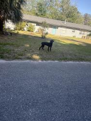 Found/Stray Male Dog last seen Se 2nd Ave , Gainesville, FL 32641