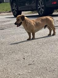 Found/Stray Male Dog last seen Paschal high school, Sonic, Taco Bell, Fort Worth, TX 76110