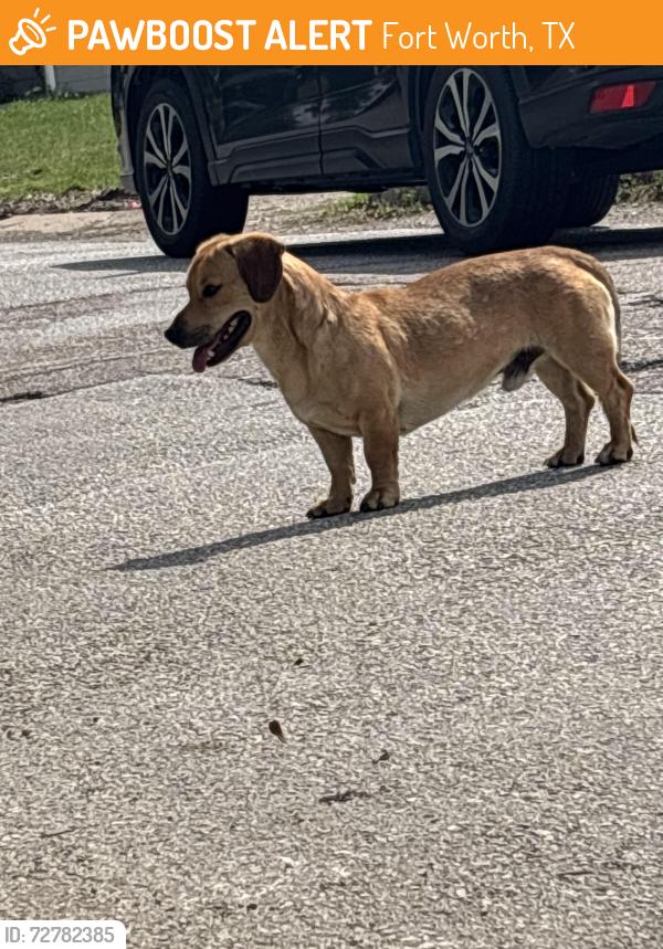 Found/Stray Male Dog last seen Paschal high school, Sonic, Taco Bell, Fort Worth, TX 76110