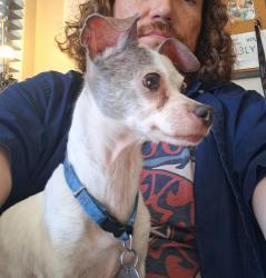 Found/Stray Female Dog last seen 11th ave and mountain view, Phoenix, AZ 85020