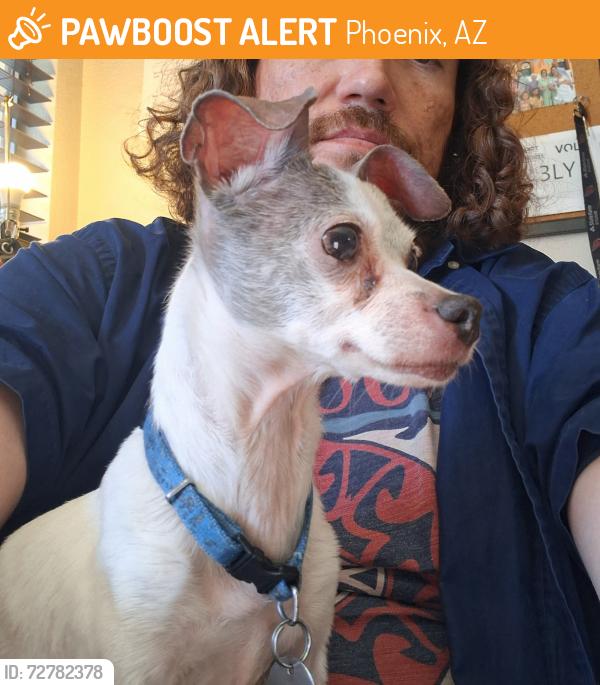 Found/Stray Female Dog last seen 11th ave and mountain view, Phoenix, AZ 85020
