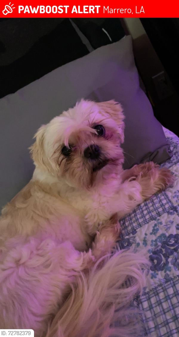 Lost Female Dog last seen Close to Ames by the boat yard, Marrero, LA 70072
