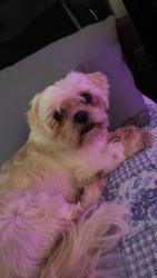 Lost Female Dog last seen Close to Ames by the boat yard, Marrero, LA 70072