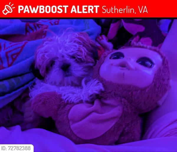 Lost Female Dog last seen Pounds rd, Sutherlin, VA 24594