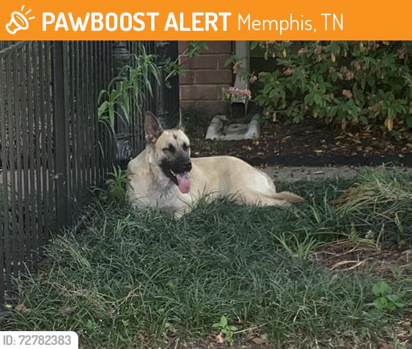 Found/Stray Female Dog last seen Lake Place behind ECCo, Memphis, TN 38112