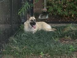 Found/Stray Female Dog last seen Lake Place behind ECCo, Memphis, TN 38112