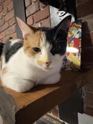 Lost Female Cat last seen Parks Ave 17th street , Virginia Beach, VA 23451