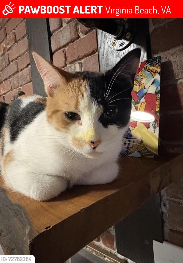 Lost Female Cat last seen Parks Ave 17th street , Virginia Beach, VA 23451