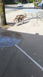 Found/Stray Unknown Dog last seen SeaTac airport station, SeaTac, WA 98158