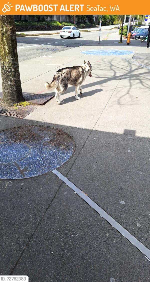 Found/Stray Unknown Dog last seen SeaTac airport station, SeaTac, WA 98158