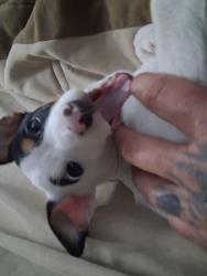 Lost Female Dog last seen Hanson new brighten disk golf course, New Brighton, MN 55112