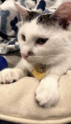 Lost Male Cat last seen Near farmhouse drive ridge , Ridge, NY 11961