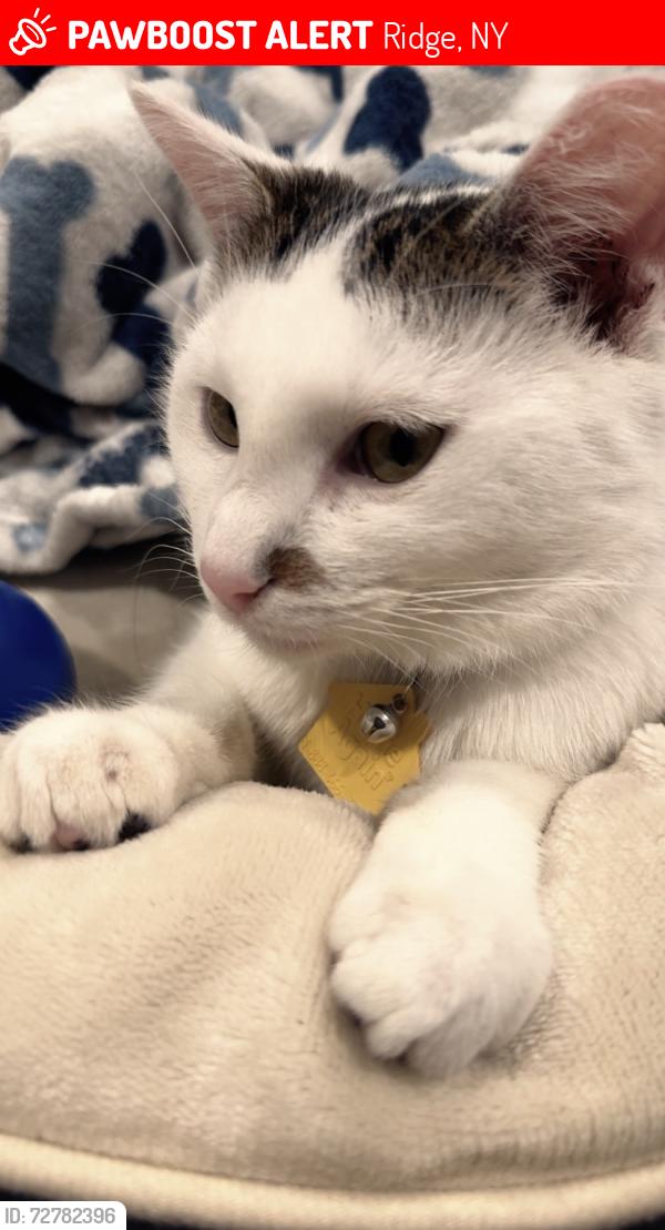 Lost Male Cat last seen Near farmhouse drive ridge , Ridge, NY 11961