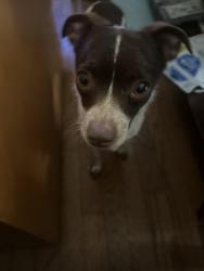 Found/Stray Male Dog last seen Off 22 past the church on kidds mill rd top of the hill , Franklinville, NC 27248