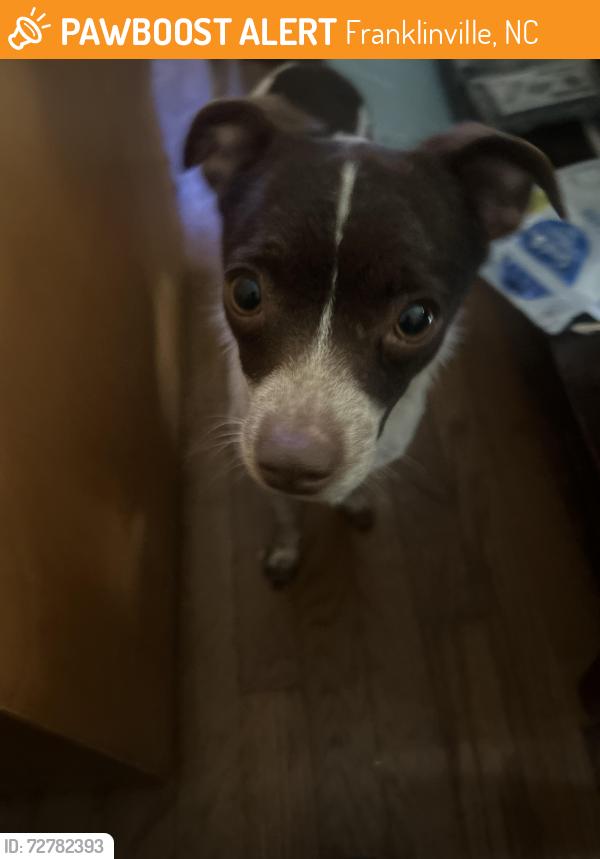 Found/Stray Male Dog last seen Off 22 past the church on kidds mill rd top of the hill , Franklinville, NC 27248