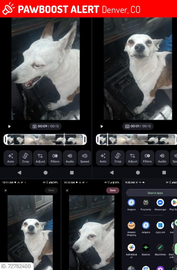 Lost Male Dog last seen 69th and Santa Fe/Mariposa, Denver, CO 80204