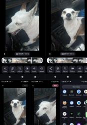 Lost Male Dog last seen 69th and Santa Fe/Mariposa, Denver, CO 80204