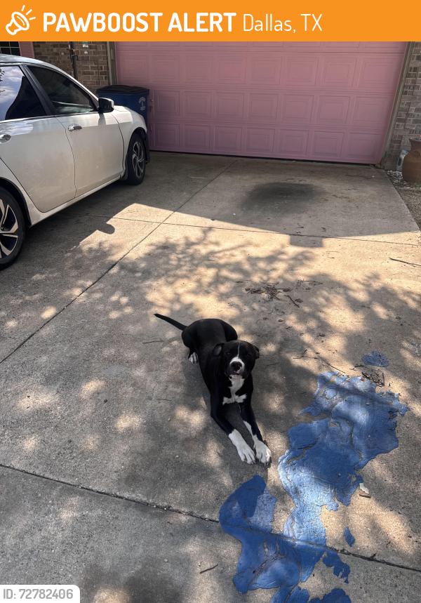 Found/Stray Male Dog last seen Tillman and Jim miller , Dallas, TX 75217