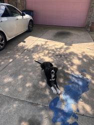 Found/Stray Male Dog last seen Tillman and Jim miller , Dallas, TX 75217