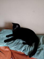 Lost Male Cat last seen Indian lakes apartmentmid, Virginia Beach, VA 23464