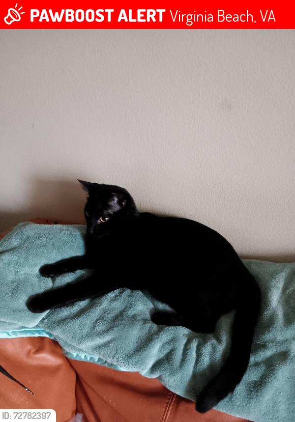 Lost Male Cat last seen Indian lakes apartmentmid, Virginia Beach, VA 23464