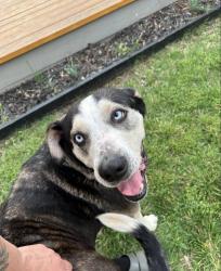 Found/Stray Female Dog last seen 14th and roff OKC, Oklahoma City, OK 73107