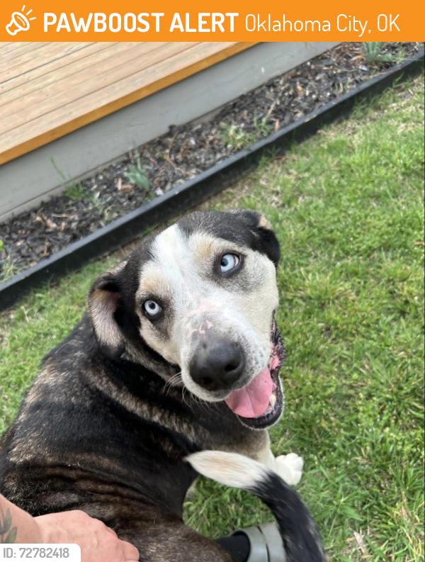 Found/Stray Female Dog last seen 14th and roff OKC, Oklahoma City, OK 73107