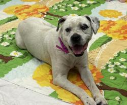 Shelter Stray Female Dog last seen Near BLOCK PREST ST, DETROIT MI 48235, Detroit, MI 48211