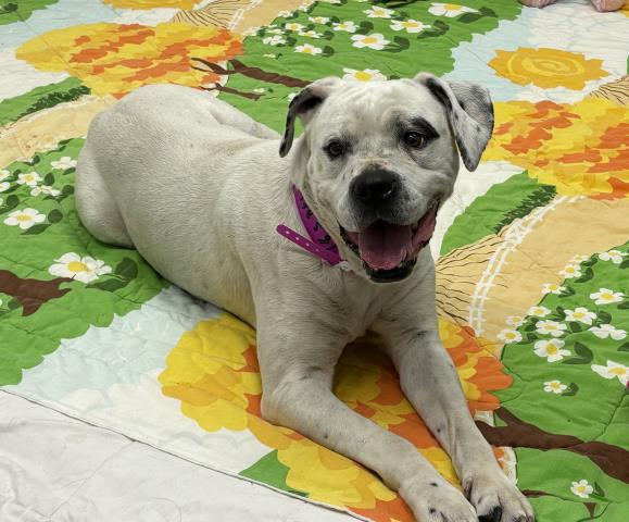 Shelter Stray Female Dog last seen Near BLOCK PREST ST, DETROIT MI 48235, Detroit, MI 48211